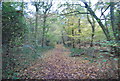 Footpath in East Blean Wood in CT3 4NA