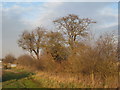 Trees at Tudworth in DN7 6HD