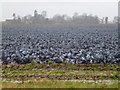 Cabbage field near Cobgate Farm, Weston in Moulton, Weston and Cowbit Ward
