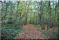 Footpath, East Blean Wood in CT3 4NA