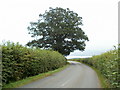 Tree dominates a bend in the B4347 between Pontrilas and Kentchurch in HR2 0BY