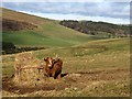 Highland cow on Meigle Hill in TD1 3AJ