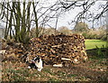 A Very Neat Woodpile in DT8 3JZ