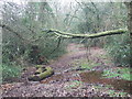 Log Crossing, Holt Forest in BH21 7DZ