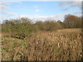 Wild marshy Castle Bromwich in B36 8LR