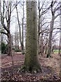 'Rippled' tree bark at Landwade (west-facing) in CB8 7NE