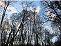 Tree branches silhouetted against sky, Landwade in CB8 7NE