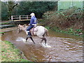 New Forest pony at work, Blissford in SP6 2JG