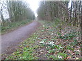 Spetisbury, snowdrops in DT11 9DG