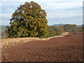 Arable land above Beehive Coppice in WR6 6ER