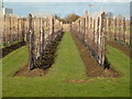 New orchard off Redmoor Lane near Begdale, Wisbech in PE13 2RB