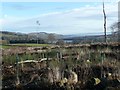 Forest cleared and replanted in PH10 6RL
