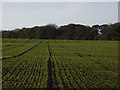 Arable farmland above Marlborough in SN8 4DP