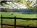 Horse Paddocks in BH21 3DB