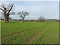 Oaks and winter wheat near Longden in SY5 8BT