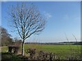 Winter tree on the apex of the bend in DN5 7BX