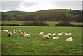 Sheep, Long Bredy Farm in DT2 9HP