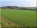 Wheat field near Affpuddle in DT2 7HN
