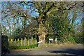 Oak tree at the junction in BR6 7QZ