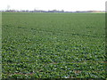 It's still just a field, but the crop is different. in PE6 0QN