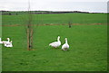 Geese, Long Bredy Farm in DT2 9HP