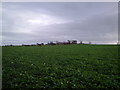 View across the fields East of Dinnington in NE13 7JU