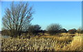 Rushes around the Pond in NE23 8ET