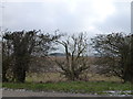 Gedney Marsh through a gap in the hedge in Gedney Ward