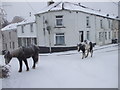 Ponies in the snow at Upper Row, Pen-y-wern in CF48 2DN
