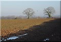 Trees across a field, Stoneyford in EX15 1NJ