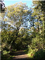 Trees alongside path near Higher Wear mill in EX2 6FD