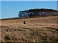 Straw Bale Near Wee  Macnairston in KA6 6EP
