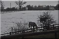 Bromsgrove : Snowy Field & Horses in B48 7RB