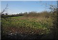 Field near Blackwater Road in EX15 3HH