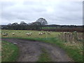 Sheep In Field, Near Vicarage Farm in BH21 7DD