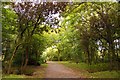 Footpath in Stanley Park in FY3 8NJ
