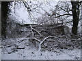 Collapsed barn, Thicket Copse in SN8 2FJ