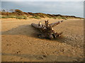 Berrow - Washed Up Tree in TA8 2QU