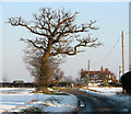 Ancient oak tree beside the lane to Washbrook in Copdock and Washbrook