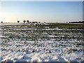 Snowy field east of Coles Green Farm in Copdock and Washbrook