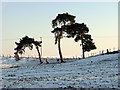 Windswept pine trees growing on field boundary, Washbrook in Washbrook