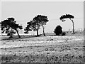 Windswept pines, Washbrook in Washbrook