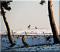 Two roe deer in the snow, Washbrook in Washbrook