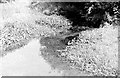 River Ash at Hadham Cross, 1971 in Much Hadham