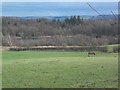 Pony grazing near Barcraig Loch in PA11 3RS