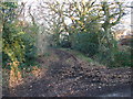 Track To Pilford Farm in BH21 2UL