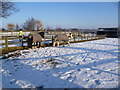 Horses in the snow at Wood Green Animal Shelter in PE29 2NH