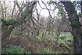 Woodland near Lower Coombe in DT6 4NF