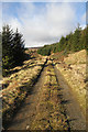 A forestry road at Bught Rig in TD7 5NJ