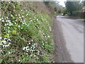 Gussage All Saints, snowdrops in BH21 5EU